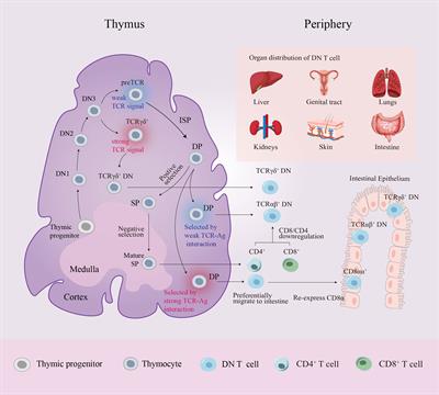 CD3+CD4-CD8- (Double-Negative) T Cells in Inflammation, Immune Disorders and Cancer